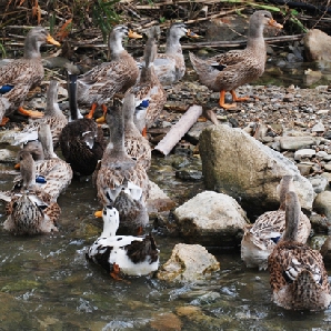 Bán vịt bầu đất giống chuẩn giá rẻ