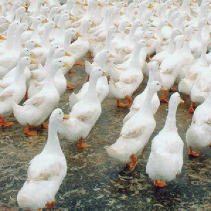 Bán vịt bầu lai bơ giống chuẩn giá rẻ