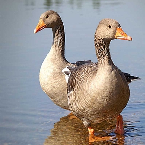 Bán vịt siêu trứng triết giang giống chuẩn giá rẻ