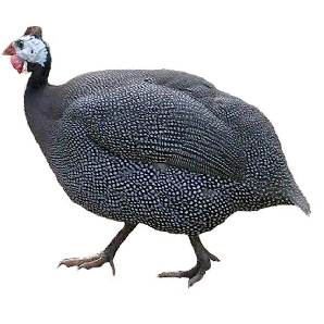 Bán gà sao giống chuẩn giá rẻ