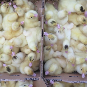 Bán ngan pháp thường ( ngan pháp R51) giống chuẩn giá rẻ