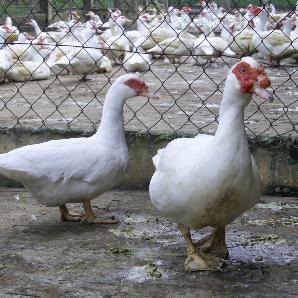 Bán ngan pháp siêu nặng ( ngan pháp R71) giống chuẩn giá rẻ