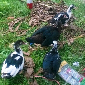 Bán ngan đen ( vịt xiêm ) giống chuẩn giá rẻ