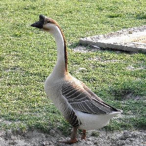 Bán gà ngỗng sư tử giống chuẩn giá rẻ