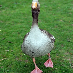 Bán ngỗng cỏ ( ngỗng thường ) giống chuẩn giá rẻ