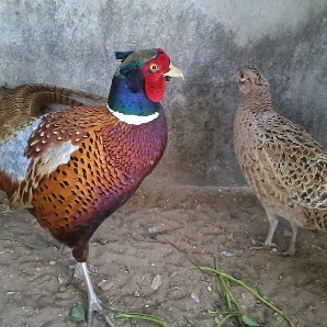 Bán chim trĩ đỏ giống chuẩn giá rẻ