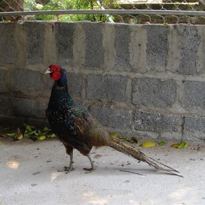 Bán chim trĩ xanh giống chuẩn giá rẻ