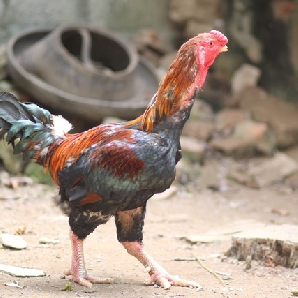 Bán gà móng thuần chủng giống chuẩn giá rẻ