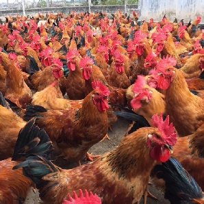 Bán gà chíp tàu giống chuẩn giá rẻ