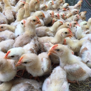 Bán gà tàu vàng giống chuẩn giá rẻ