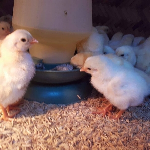 Bán gà đông tảo lai giống chuẩn giá rẻ