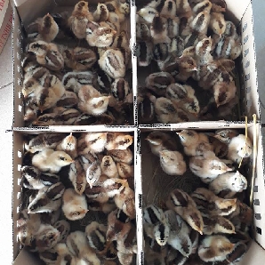 Bán gà móng lai giống giá rẻ