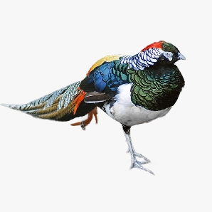 Bán chim trĩ 7 màu giống chuẩn giá rẻ