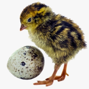 Bán chim cút giống chuẩn giá rẻ	