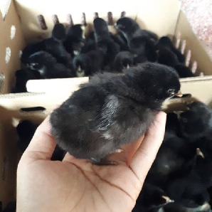 Bán gà lai chọi giống chuẩn giá rẻ