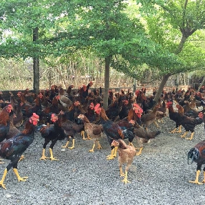 Bán gà ta lai nòi giống chuẩn giá rẻ