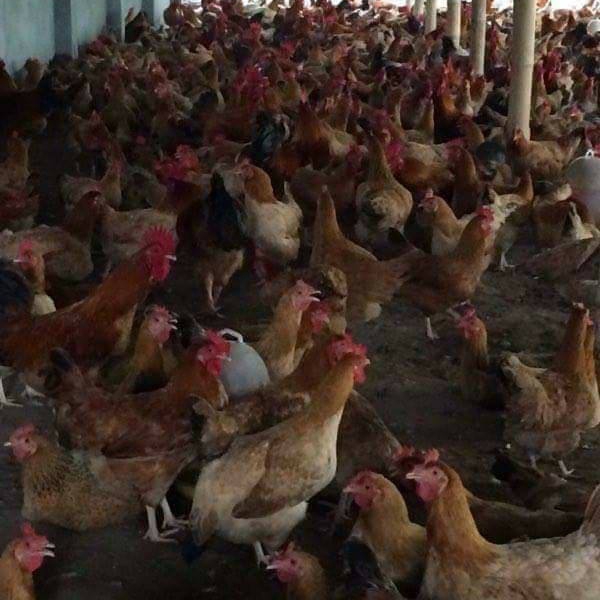 Bán gà ta thuần giống chuẩn giá rẻ