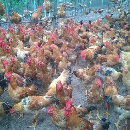 Bán gà ta lai giống chuẩn giá rẻ