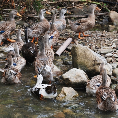 Bán vịt bầu đất giống chuẩn giá rẻ