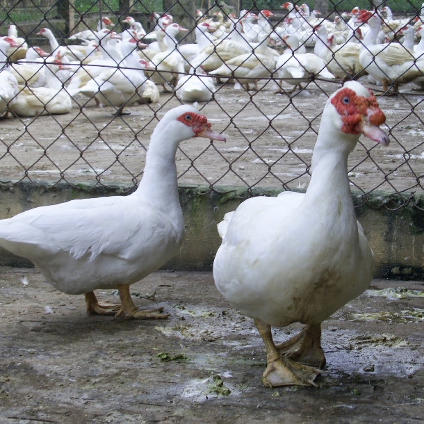 Bán ngan pháp siêu nặng ( ngan pháp R71) giống chuẩn giá rẻ