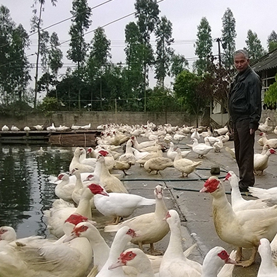 Bán ngan pháp R71 SL ( ngan pháp mới ) giống chuẩn giá rẻ