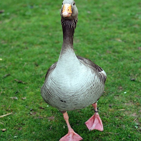 Bán ngỗng cỏ ( ngỗng thường ) giống chuẩn giá rẻ