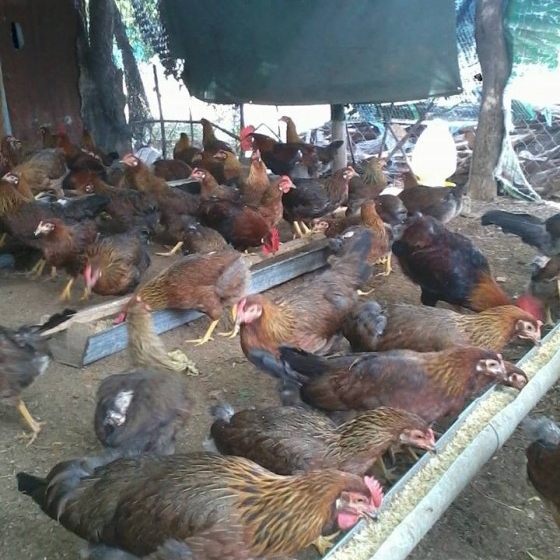 Bán gà D300 giống chuẩn giá rẻ