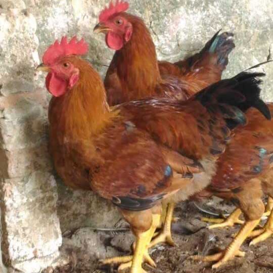 Bán gà mía lai giống chuẩn giá rẻ