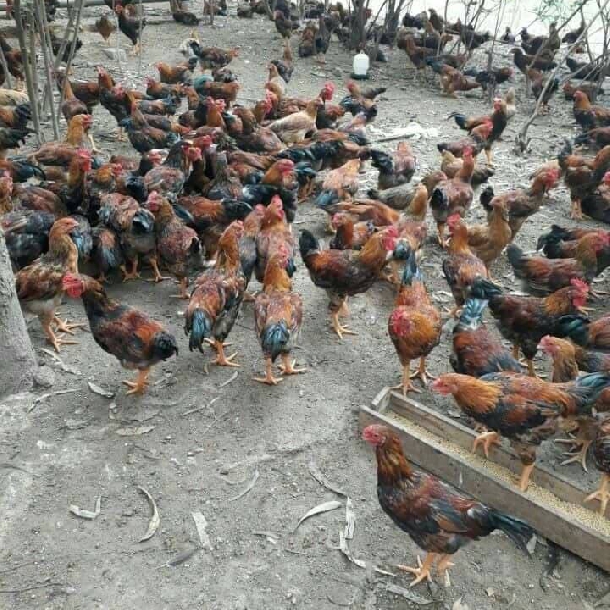 Bán gà hồ lai giống chuẩn giá rẻ