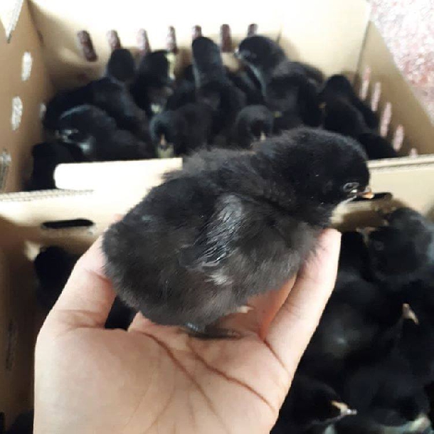 Bán gà lai chọi giống chuẩn giá rẻ