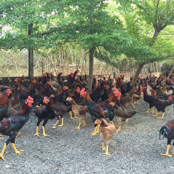 Bán gà ta lai nòi giống chuẩn giá rẻ